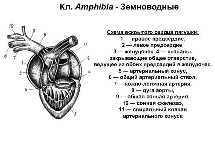 Кл. Amphibia - Земноводные Схема вскрытого сердца лягушки: 1 —