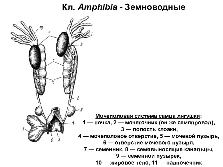 Кл. Amphibia - Земноводные Мочеполовая система самца лягушки: 1 —