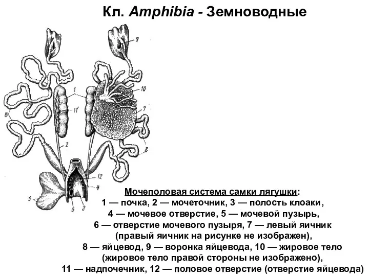 Кл. Amphibia - Земноводные Мочеполовая система самки лягушки: 1 —