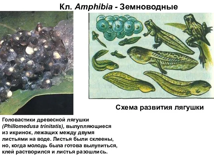 Кл. Amphibia - Земноводные Головастики древесной лягушки (Phillomedusa trinitatis), вылупляющиеся