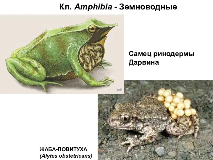 Кл. Amphibia - Земноводные Самец ринодермы Дарвина ЖАБА-ПОВИТУХА (Alytes obstetricans)