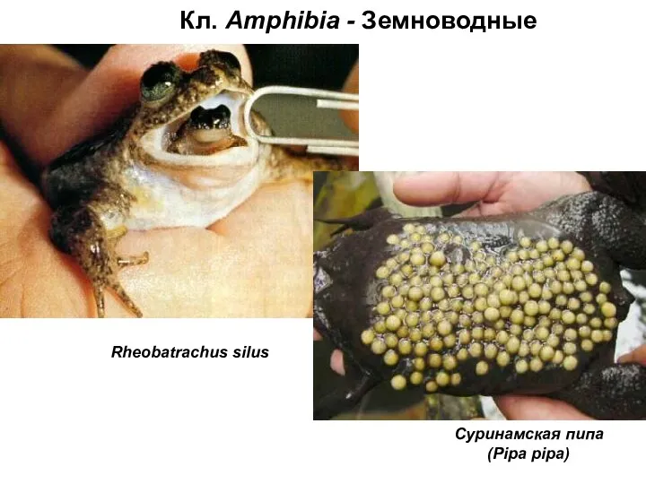 Кл. Amphibia - Земноводные Rheobatrachus silus Суринамская пипа (Pipa pipa)