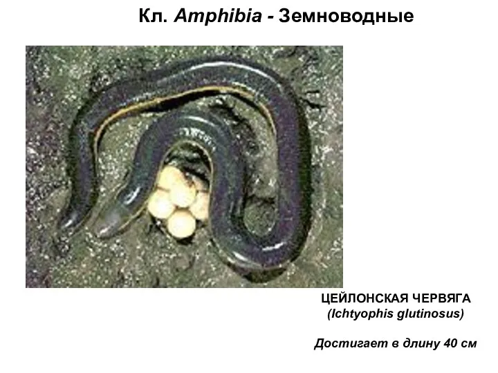 Кл. Amphibia - Земноводные ЦЕЙЛОНСКАЯ ЧЕРВЯГА (Ichtyophis glutinosus) Достигает в длину 40 см