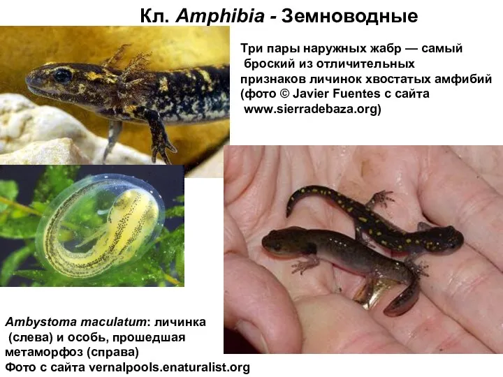 Кл. Amphibia - Земноводные Три пары наружных жабр — самый