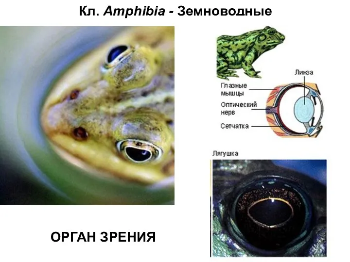 Кл. Amphibia - Земноводные ОРГАН ЗРЕНИЯ