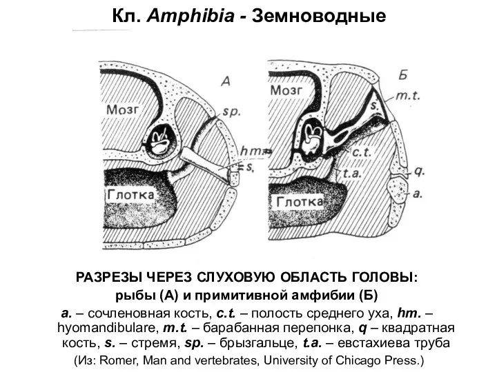 Кл. Amphibia - Земноводные РАЗРЕЗЫ ЧЕРЕЗ СЛУХОВУЮ ОБЛАСТЬ ГОЛОВЫ: рыбы