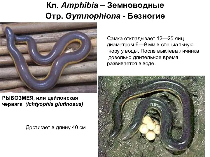 Кл. Amphibia – Земноводные Отр. Gymnophiona - Безногие РЫБОЗМЕЯ, или