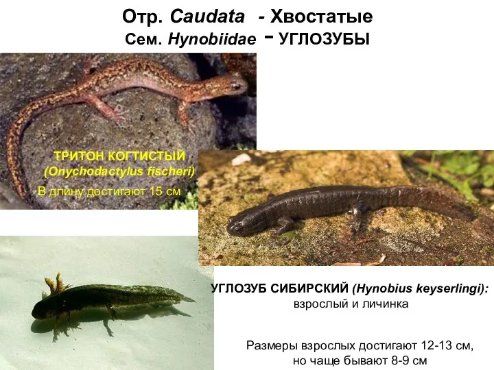 Отр. Caudata - Хвостатые Сем. Hynobiidae - УГЛОЗУБЫ ТРИТОН КОГТИСТЫЙ