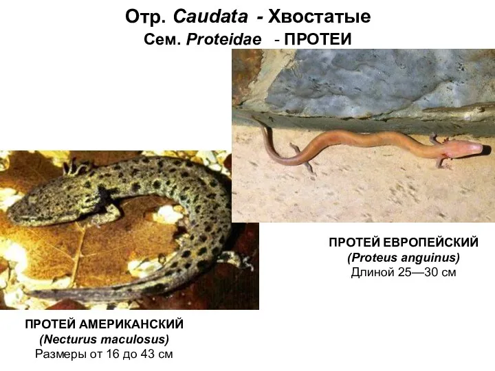 Отр. Caudata - Хвостатые Сем. Proteidae - ПРОТЕИ ПРОТЕЙ АМЕРИКАНСКИЙ