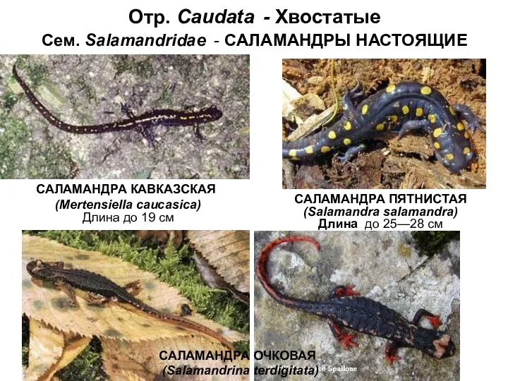 Отр. Caudata - Хвостатые Сем. Salamandridae - САЛАМАНДРЫ НАСТОЯЩИЕ САЛАМАНДРА