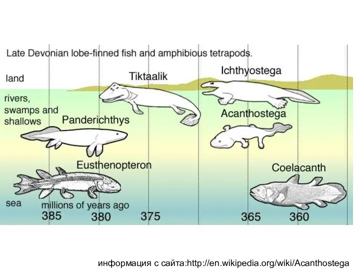 информация с сайта:http://en.wikipedia.org/wiki/Acanthostega