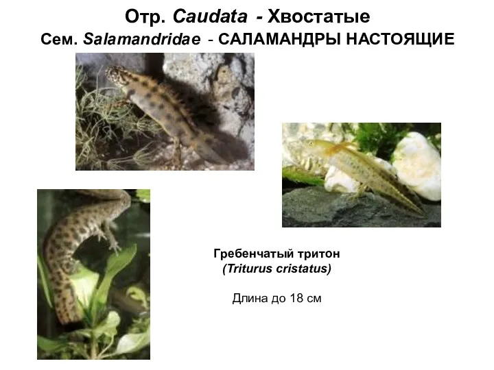 Отр. Caudata - Хвостатые Сем. Salamandridae - САЛАМАНДРЫ НАСТОЯЩИЕ Гребенчатый