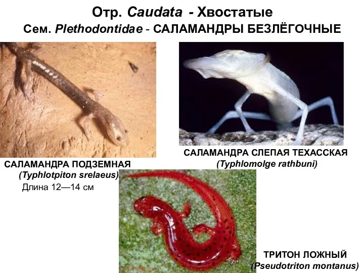 Отр. Caudata - Хвостатые Сем. Plethodontidae - САЛАМАНДРЫ БЕЗЛЁГОЧНЫЕ САЛАМАНДРА