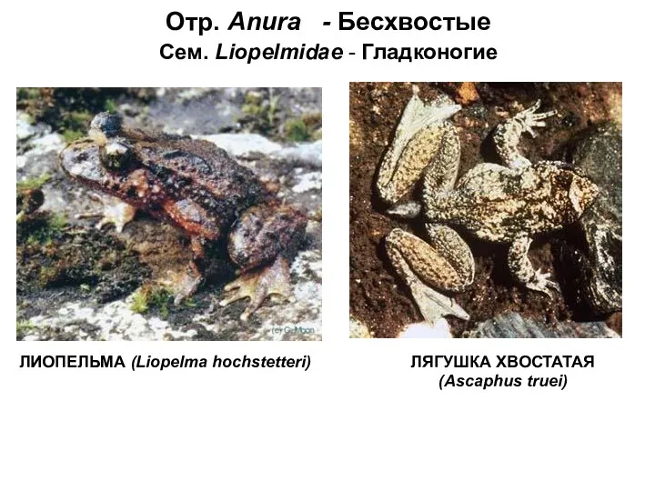 Отр. Anura - Бесхвостые Сем. Liopelmidae - Гладконогие ЛИОПЕЛЬМА (Liopelma hochstetteri) ЛЯГУШКА ХВОСТАТАЯ (Ascaphus truei)