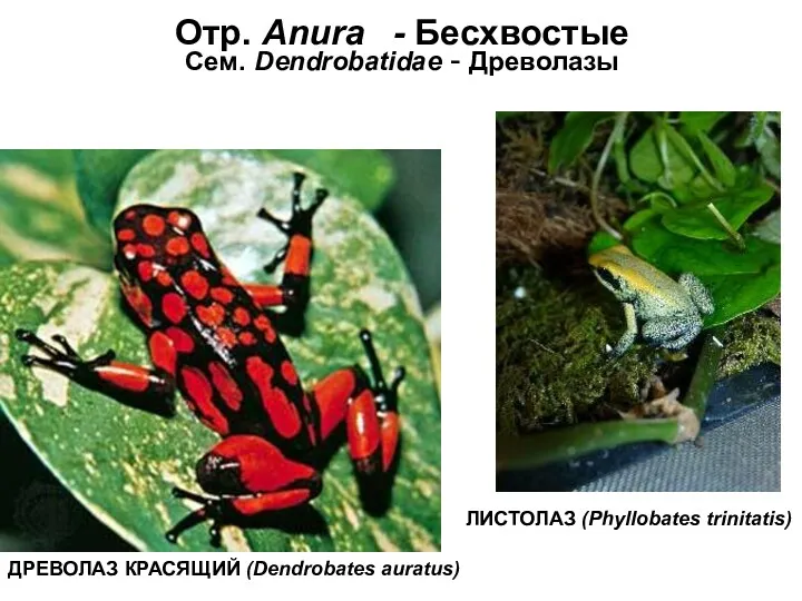 Отр. Anura - Бесхвостые Сем. Dendrobatidae - Древолазы ЛИСТОЛАЗ (Phyllobates trinitatis) ДРЕВОЛАЗ КРАСЯЩИЙ (Dendrobates auratus)