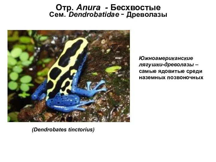 Отр. Anura - Бесхвостые Сем. Dendrobatidae - Древолазы (Dendrobates tinctorius)