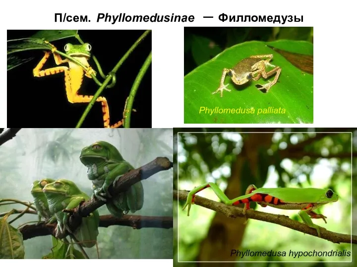 П/cем. Phyllomedusinae – Филломедузы Phyllomedusa palliata Phyllomedusa hypochondrialis