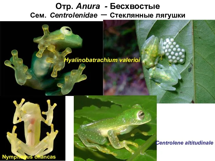 Отр. Anura - Бесхвостые Сем. Centrolenidae – Стеклянные лягушки Hyalinobatrachium valerioi Nymphagus chancas Centrolene altitudinale