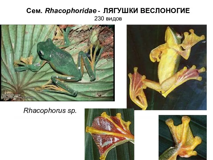 Сем. Rhacophoridae - ЛЯГУШКИ ВЕСЛОНОГИЕ 230 видов Rhacophorus sp.