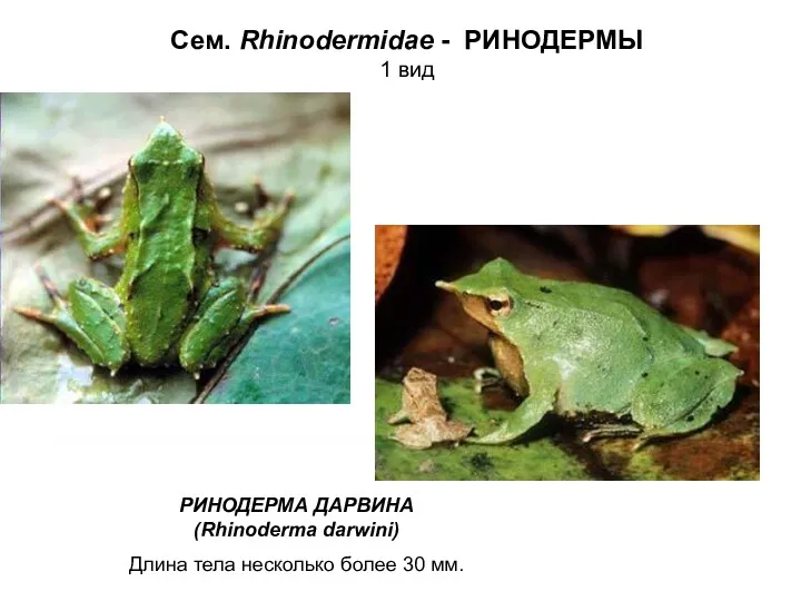 Сем. Rhinodermidae - РИНОДЕРМЫ 1 вид РИНОДЕРМА ДАРВИНА (Rhinoderma darwini) Длина тела несколько более 30 мм.