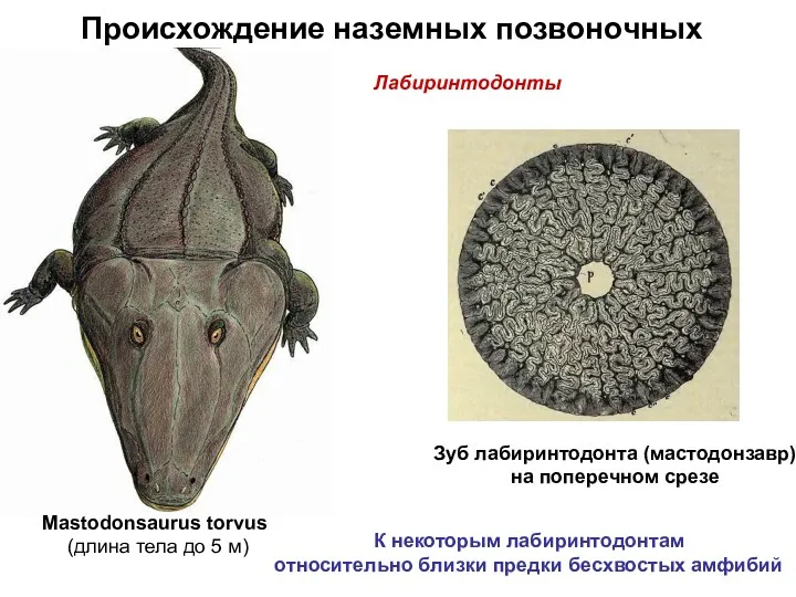 Происхождение наземных позвоночных Зуб лабиринтодонта (мастодонзавр) на поперечном срезе Mastodonsaurus