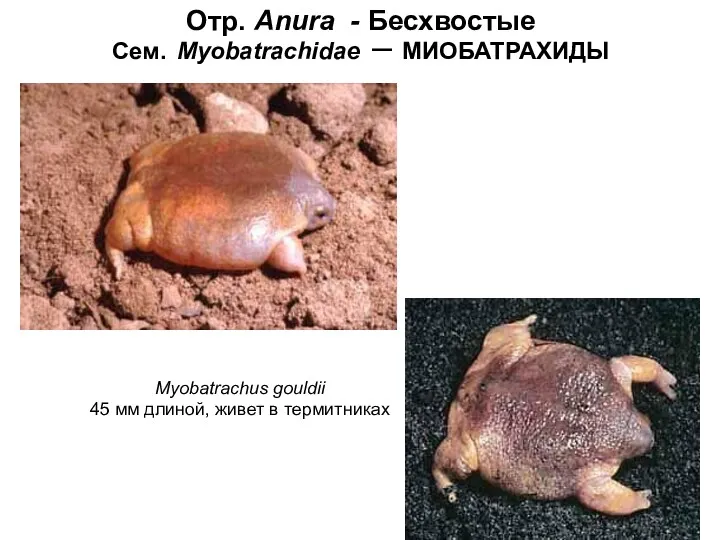 Отр. Anura - Бесхвостые Сем. Myobatrachidae – МИОБАТРАХИДЫ Myobatrachus gouldii 45 мм длиной, живет в термитниках