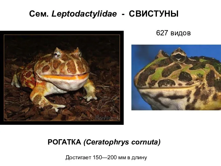 Сем. Leptodactylidae - СВИСТУНЫ РОГАТКА (Ceratophrys cornuta) 627 видов Достигает 150—200 мм в длину