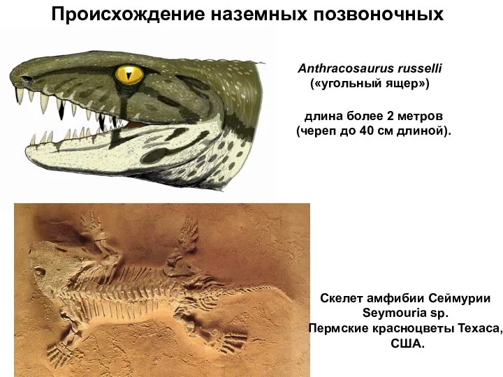 Происхождение наземных позвоночных Anthracosaurus russelli («угольный ящер») длина более 2