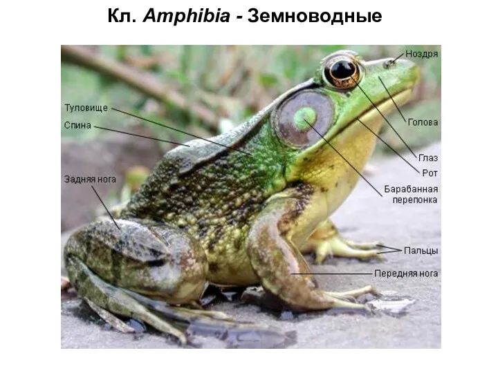 Кл. Amphibia - Земноводные