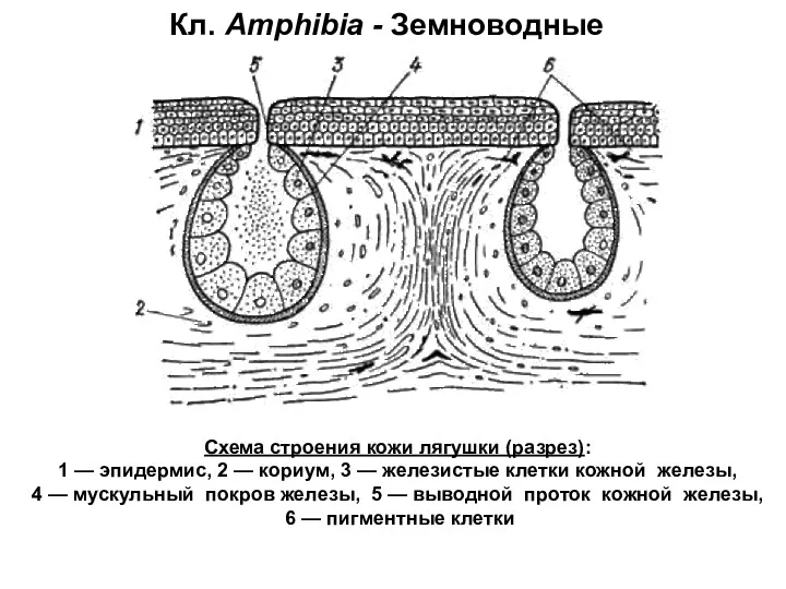 Кл. Amphibia - Земноводные Схема строения кожи лягушки (разрез): 1