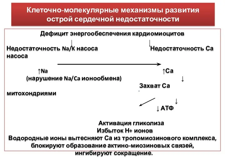 Клеточно-молекулярные механизмы развития острой сердечной недостаточности Дефицит энергообеспечения кардиомиоцитов Недостаточность