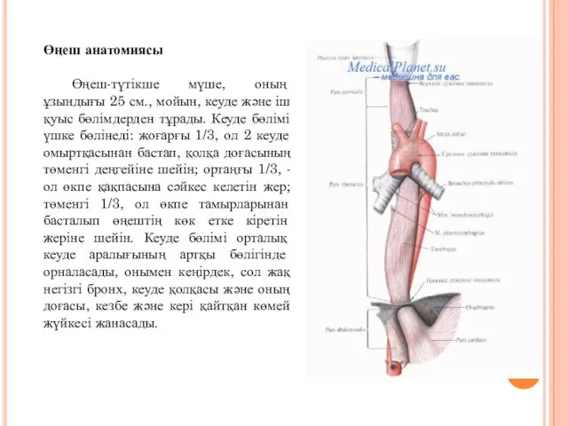 Өңеш анатомиясы Өңеш-түтікше мүше, оның ұзындығы 25 см., мойын, кеуде
