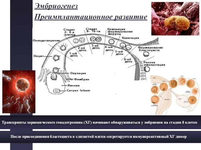 Эмбриогенез Преимплантационное развитие Транскрипты хорионического гонадотропина (ХГ) начинают обнаруживаться у