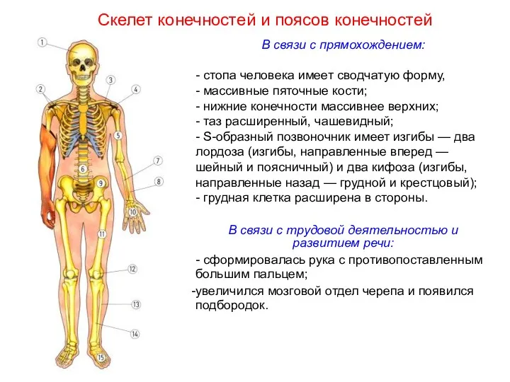 В связи с прямохождением: - стопа человека имеет сводчатую форму,