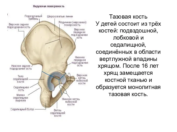 Тазовая кость У детей состоит из трёх костей: подвздошной, лобковой