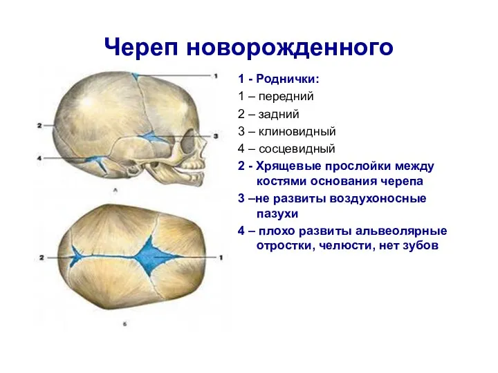 Череп новорожденного 1 - Роднички: 1 – передний 2 –