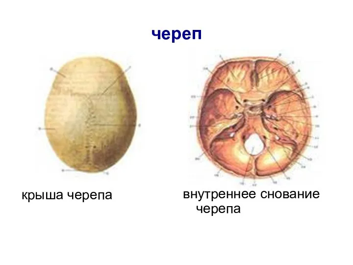 череп крыша черепа внутреннее снование черепа