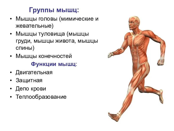 Группы мышц: Мышцы головы (мимические и жевательные) Мышцы туловища (мышцы