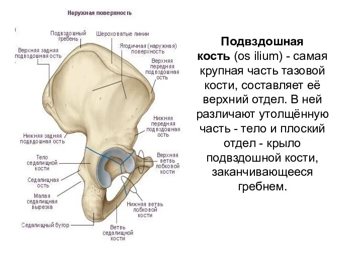 Подвздошная кость (os ilium) - самая крупная часть тазовой кости,