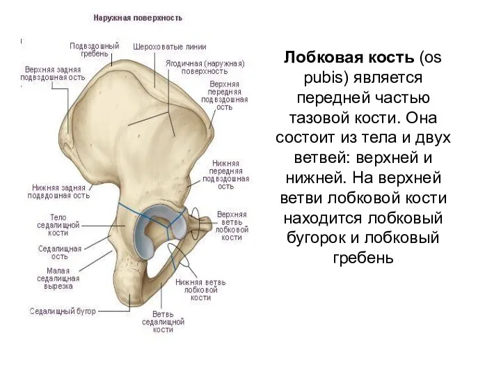 Лобковая кость (os pubis) является передней частью тазовой кости. Она