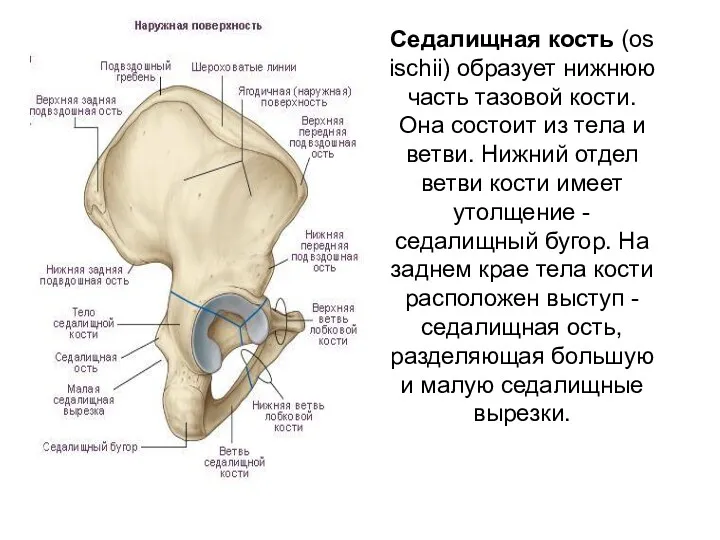 Седалищная кость (os ischii) образует нижнюю часть тазовой кости. Она