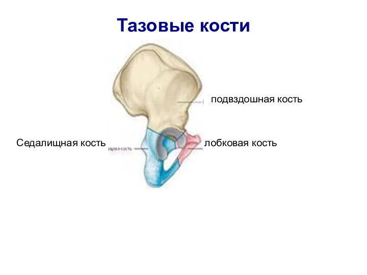 Тазовые кости подвздошная кость Седалищная кость лобковая кость