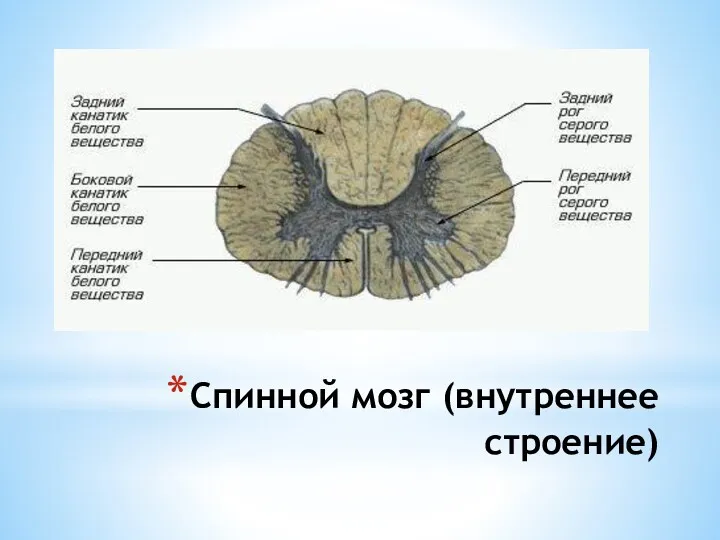 Спинной мозг (внутреннее строение)