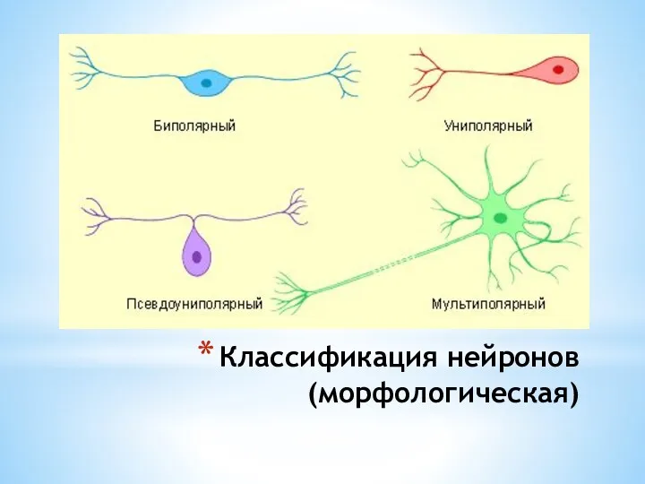 Классификация нейронов (морфологическая)