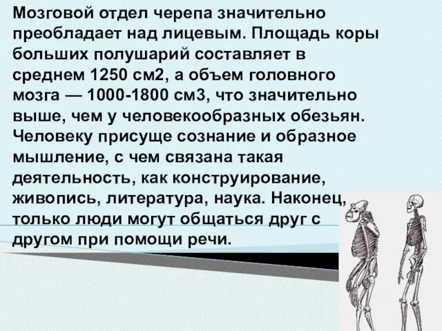 Мозговой отдел черепа значительно преобладает над лицевым. Площадь коры больших