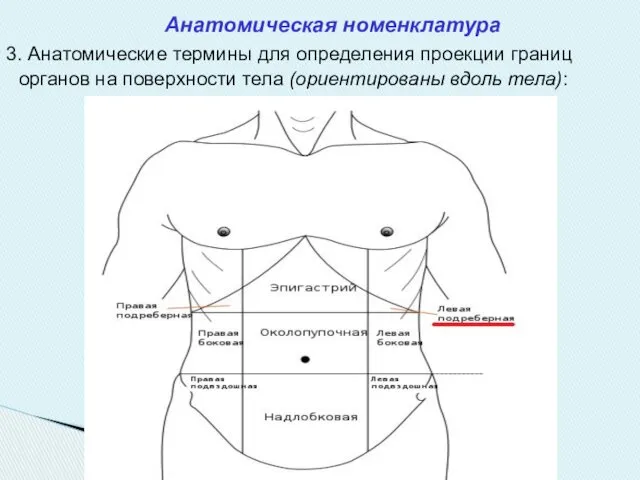 Анатомическая номенклатура 3. Анатомические термины для определения проекции границ органов на поверхности тела (ориентированы вдоль тела):