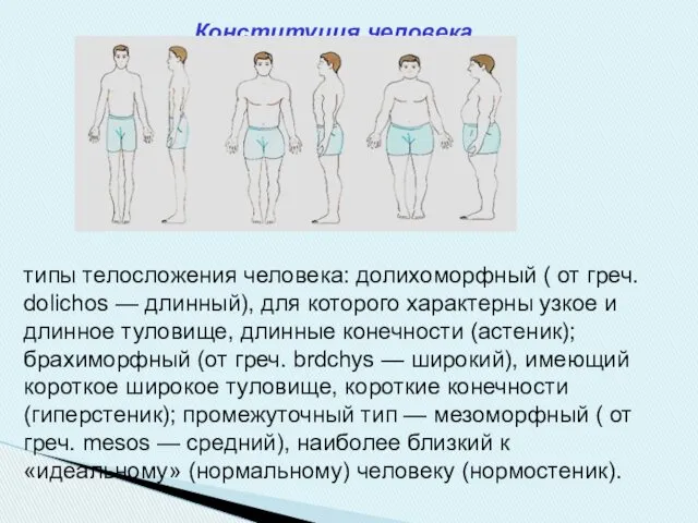 Конституция человека типы телосложения человека: долихоморфный ( от греч. dolichos