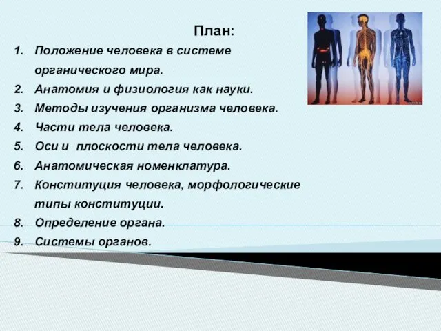 План: Положение человека в системе органического мира. Анатомия и физиология