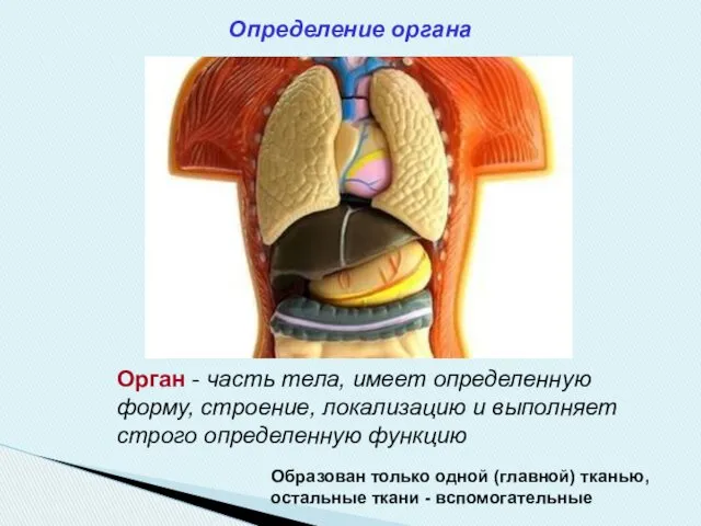 Определение органа Орган - часть тела, имеет определенную форму, строение,