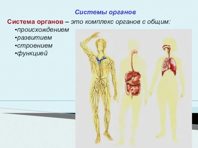 Система органов – это комплекс органов с общим: происхождением развитием строением функцией Системы органов